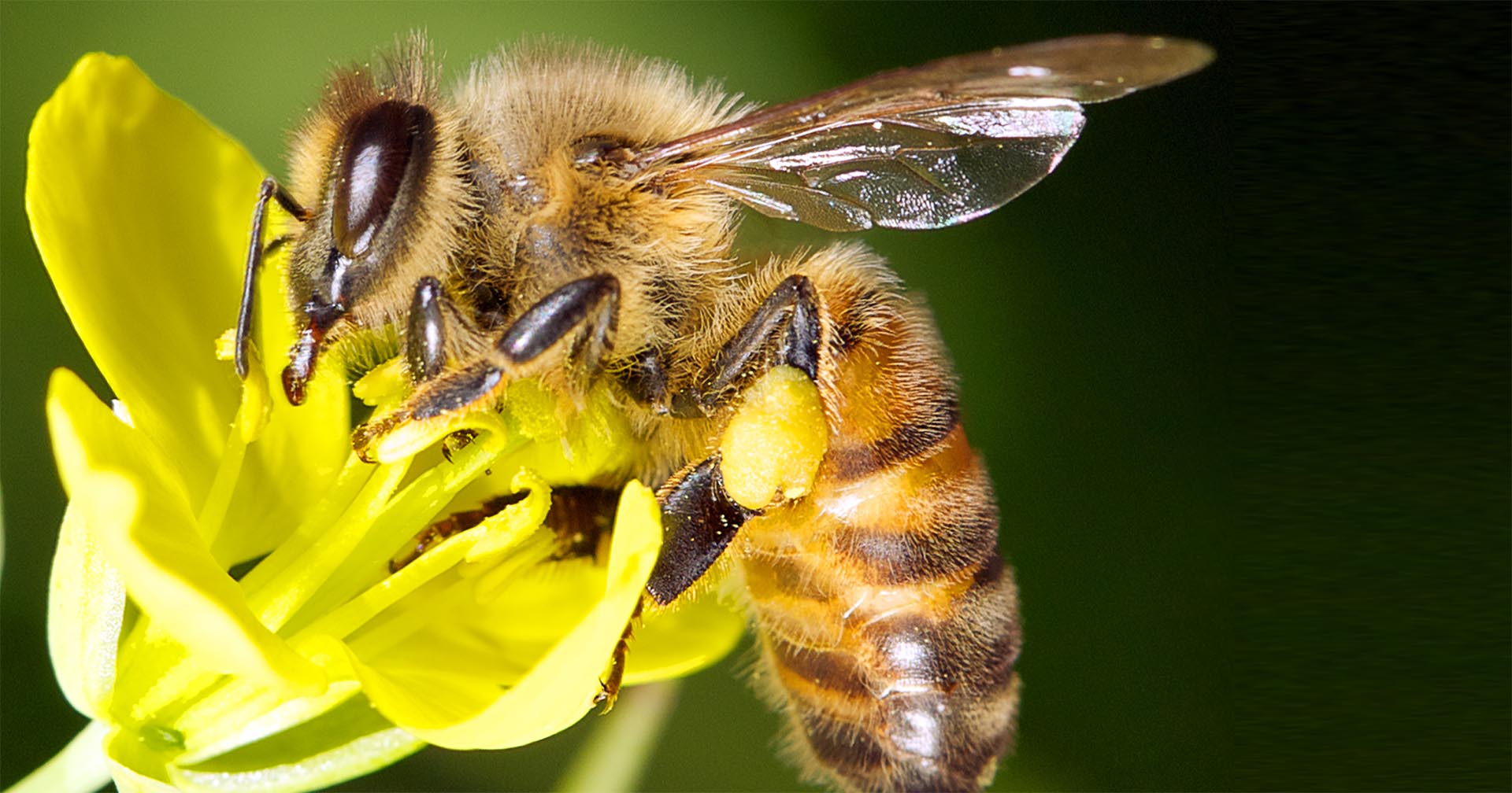 https://endangeredwild.life/wp-content/uploads/2020/03/biodiversity-project-bee-3-v2.jpg