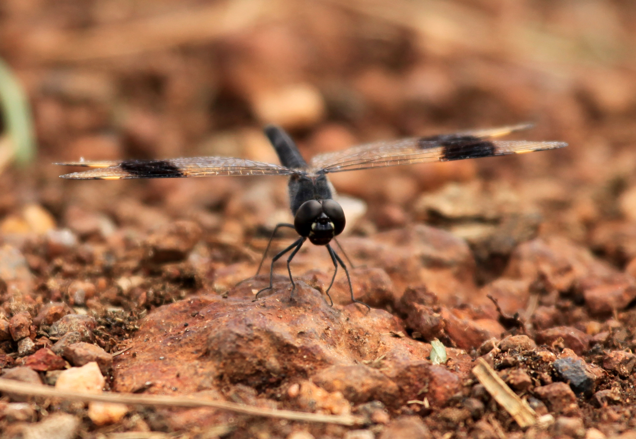 https://endangeredwild.life/wp-content/uploads/2021/06/dragonfly-bigodi-wetlands-uganda-africa-WDH7PQL.jpg