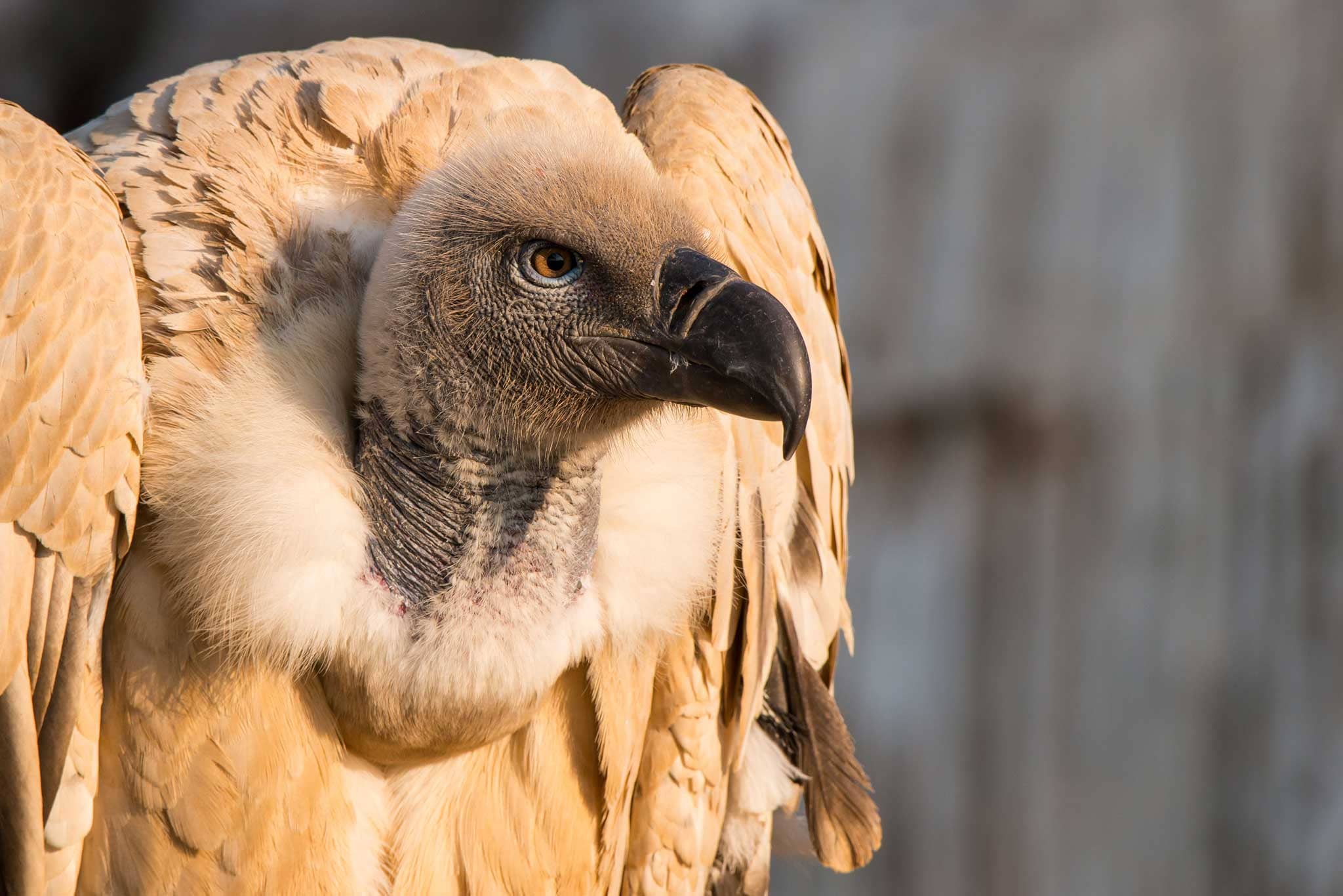 vulture-carousel-2