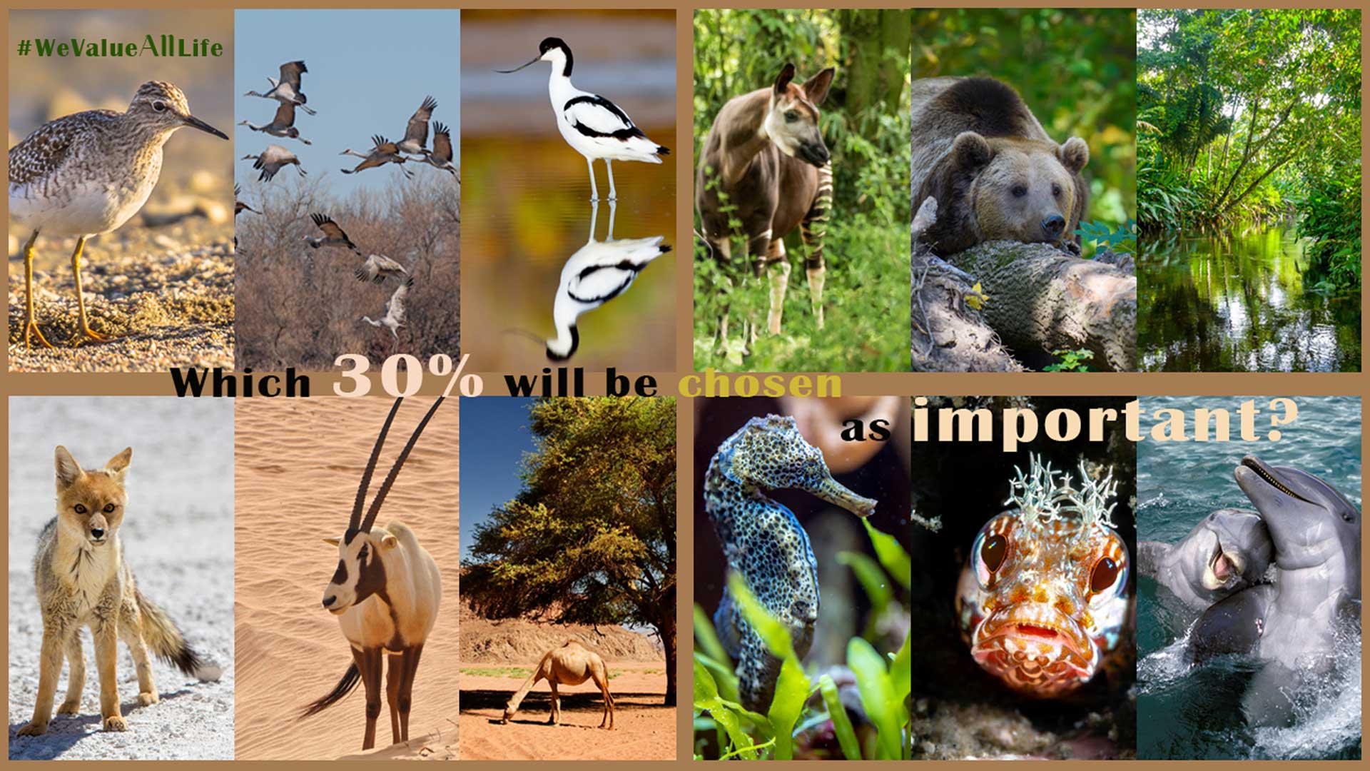 https://endangeredwild.life/wp-content/uploads/2023/01/website-blog-30-percent-to-be-chosen.jpg